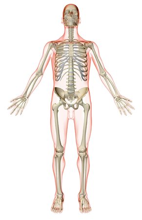 skeleton - The skeletal system Stock Photo - Premium Royalty-Free, Code: 671-02095921