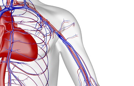 simsearch:671-02095983,k - Die Blutversorgung der Schulter Stockbilder - Premium RF Lizenzfrei, Bildnummer: 671-02095930
