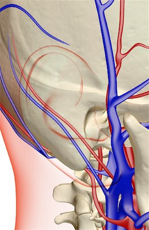 The blood supply of the neck Foto de stock - Sin royalties Premium, Código: 671-02095948