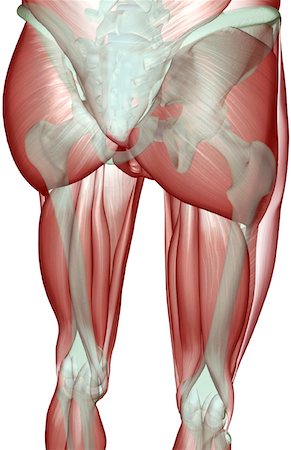 pelvis muscles - The musculoskeleton of the lower limb Foto de stock - Sin royalties Premium, Código: 671-02095949