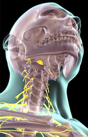 simsearch:671-02098304,k - The nerves of the neck Stock Photo - Premium Royalty-Free, Code: 671-02095952