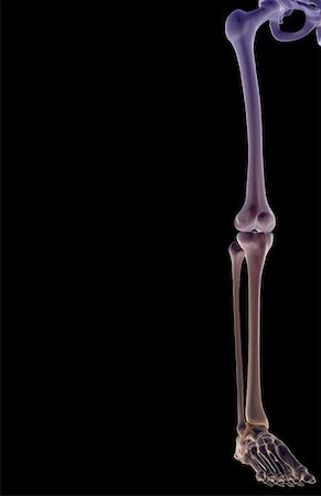 simsearch:671-02092939,k - Die Knochen der unteren Extremität Stockbilder - Premium RF Lizenzfrei, Bildnummer: 671-02095989