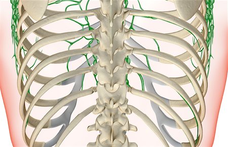 simsearch:671-02092645,k - L'approvisionnement de la lymphe du dos Photographie de stock - Premium Libres de Droits, Code: 671-02095981