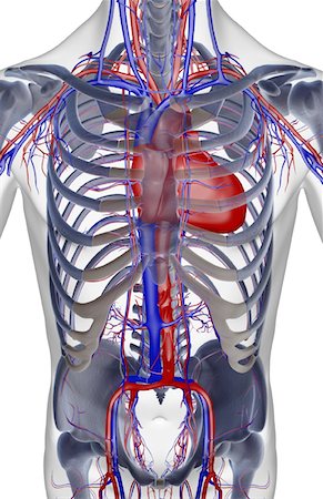 simsearch:671-02097409,k - The blood supply of the trunk Foto de stock - Sin royalties Premium, Código: 671-02095982