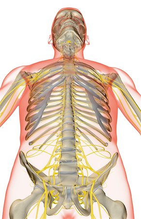 simsearch:671-02092292,k - The nerves of the upper body Stock Photo - Premium Royalty-Free, Code: 671-02095998