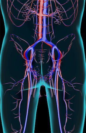 simsearch:671-02095986,k - The blood supply of the pelvis Stock Photo - Premium Royalty-Free, Code: 671-02095999