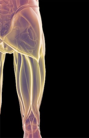 pelvis muscles - The muscles of the hip and lower limb Foto de stock - Sin royalties Premium, Código: 671-02096006