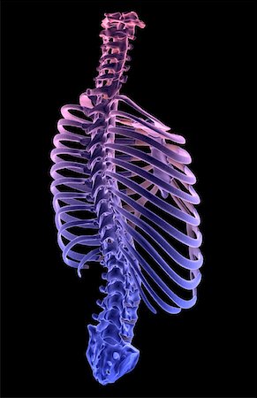 rib cage three quarter view - The thorax Stock Photo - Premium Royalty-Free, Code: 671-02096007