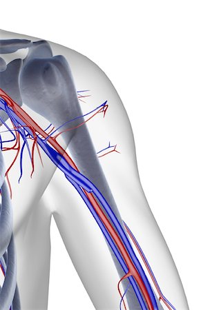 simsearch:671-02095983,k - Die Blutversorgung der Schulter Stockbilder - Premium RF Lizenzfrei, Bildnummer: 671-02096003