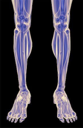 simsearch:671-02096126,k - The muscles of the legs Stock Photo - Premium Royalty-Free, Code: 671-02096013