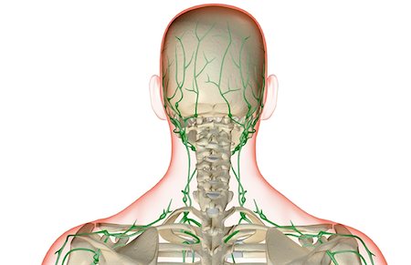 simsearch:671-02092645,k - L'approvisionnement des lymphatiques de la tête et du cou Photographie de stock - Premium Libres de Droits, Code: 671-02096024