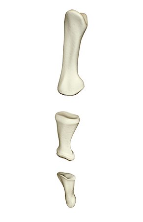 The bones of the fingers Stock Photo - Premium Royalty-Free, Code: 671-02096032