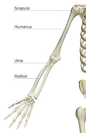 skeleton hand - The bones of the upper limb Stock Photo - Premium Royalty-Free, Code: 671-02096052