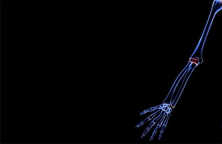 The bones of the upper limb Stock Photo - Premium Royalty-Free, Code: 671-02096072