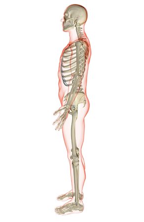 skeleton profile - The skeletal system Stock Photo - Premium Royalty-Free, Code: 671-02096084