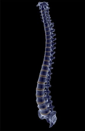 The vertebral column Foto de stock - Sin royalties Premium, Código: 671-02096083