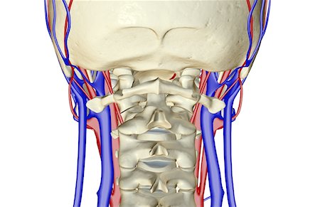 The blood supply of the neck Stock Photo - Premium Royalty-Free, Code: 671-02096098