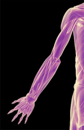 simsearch:671-02096126,k - The muscles of the upper limb Stock Photo - Premium Royalty-Free, Code: 671-02096101