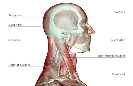 The musculoskeleton of the head and neck Stock Photo - Premium Royalty-Free, Code: 671-02096110