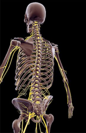 simsearch:671-02096698,k - The nerves of the upper body Stock Photo - Premium Royalty-Free, Code: 671-02096134