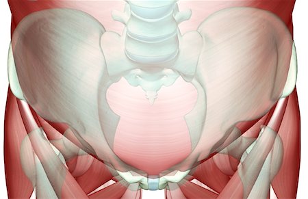 pelvis muscles - The musculoskeleton of the pelvis Foto de stock - Sin royalties Premium, Código: 671-02096147