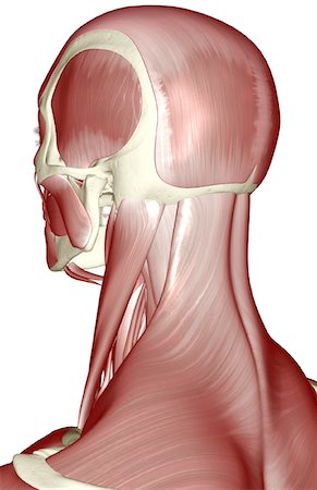 skeleton neck - The muscles of the head and neck Foto de stock - Sin royalties Premium, Código: 671-02096151