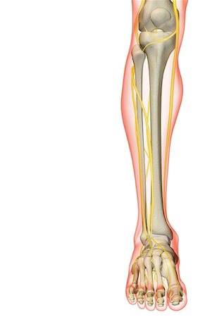 simsearch:671-02097719,k - The nerves of the leg Foto de stock - Sin royalties Premium, Código: 671-02096179