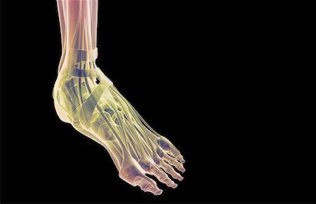 simsearch:671-02094652,k - The muscles of the foot Stock Photo - Premium Royalty-Free, Code: 671-02096171
