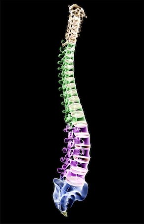 people portrait on black side profile - The vertebral column Stock Photo - Premium Royalty-Free, Code: 671-02096187