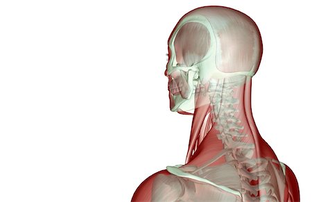 skeleton neck - The musculoskeleton of the head and neck Foto de stock - Sin royalties Premium, Código: 671-02096182