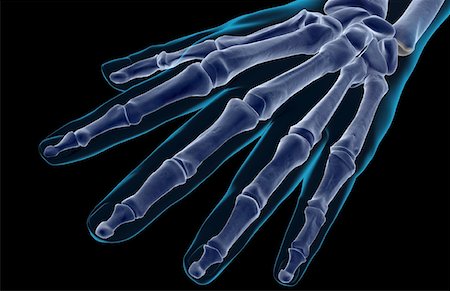 The bones of the hand Stock Photo - Premium Royalty-Free, Code: 671-02096197