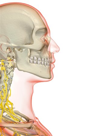 simsearch:671-02098304,k - The nerves of the neck Stock Photo - Premium Royalty-Free, Code: 671-02096207