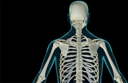 simsearch:671-02092449,k - The bones of the upper body Foto de stock - Sin royalties Premium, Código: 671-02096213