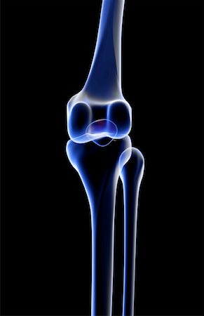 The bones of the knee Foto de stock - Sin royalties Premium, Código: 671-02096227