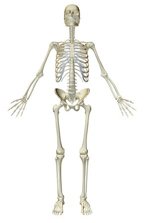 skeleton - The skeletal system Stock Photo - Premium Royalty-Free, Code: 671-02096237