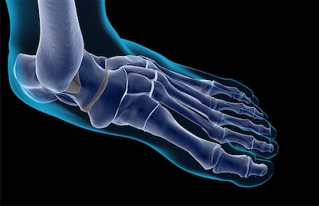 skeleton with black background - The bones of the foot Stock Photo - Premium Royalty-Free, Code: 671-02096245