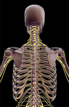 simsearch:671-02092292,k - The nerves of the upper body Stock Photo - Premium Royalty-Free, Code: 671-02096248