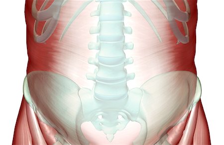 pelvis muscles - The musculoskeleton of the pelvis Foto de stock - Sin royalties Premium, Código: 671-02096265