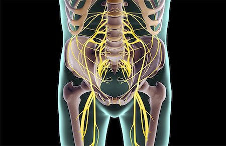 simsearch:671-02096902,k - The nerves of the lower body Foto de stock - Royalty Free Premium, Número: 671-02096262