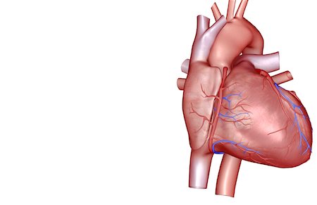 The coronary vessels of the heart Foto de stock - Sin royalties Premium, Código: 671-02096284