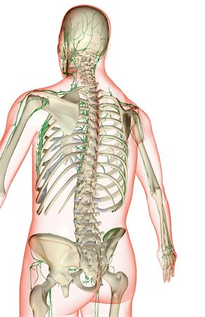 simsearch:671-02092645,k - L'approvisionnement des lymphatiques de la partie supérieure du corps Photographie de stock - Premium Libres de Droits, Code: 671-02096285