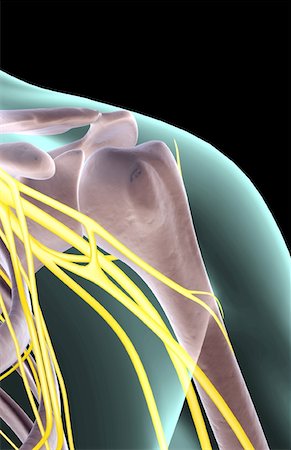 front of shoulder nerve anatomy - The nerves of the shoulder Stock Photo - Premium Royalty-Free, Code: 671-02096292