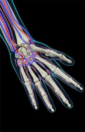 skeleton hand - The blood supply of the hand Stock Photo - Premium Royalty-Free, Code: 671-02096324