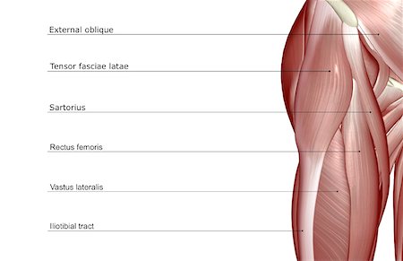 simsearch:671-02098500,k - The muscles of the hip Foto de stock - Royalty Free Premium, Número: 671-02096320