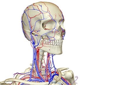 simsearch:671-02096554,k - The blood supply of the head and neck Fotografie stock - Premium Royalty-Free, Codice: 671-02096331