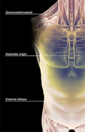 simsearch:671-02098919,k - The muscles of the trunk Foto de stock - Sin royalties Premium, Código: 671-02096346