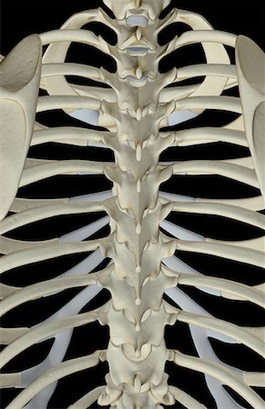 simsearch:671-02092449,k - The bones of the thoracic vertebrae Foto de stock - Sin royalties Premium, Código: 671-02096348