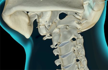 skeleton close up of neck - The bones of the neck Stock Photo - Premium Royalty-Free, Code: 671-02096361