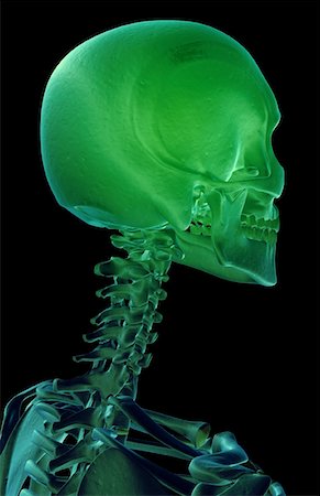 The bones of the head and neck Stock Photo - Premium Royalty-Free, Code: 671-02096374