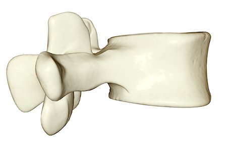 spinous process - Lumbar vertebra Stock Photo - Premium Royalty-Free, Code: 671-02096370